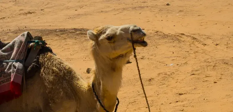 Paysage touristique algérien avec un chameau dans le désert