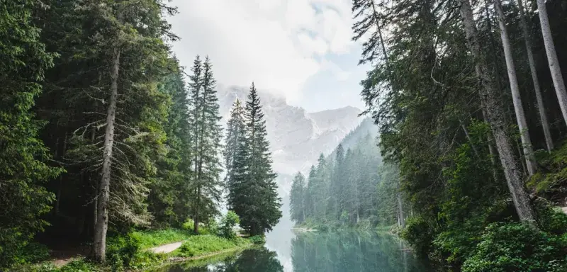 Forêt sombre - lieu de séquestration près de Nantes