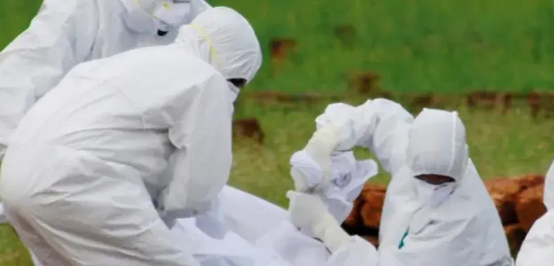 Illustration du virus Nipah transmis par les chauves-souris frugivores en Inde