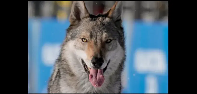 Illustration pour l'article: JO d'hiver 2026 : un adorable chien-loup s'invite sur la piste de ski de fond de Milan-Cortina