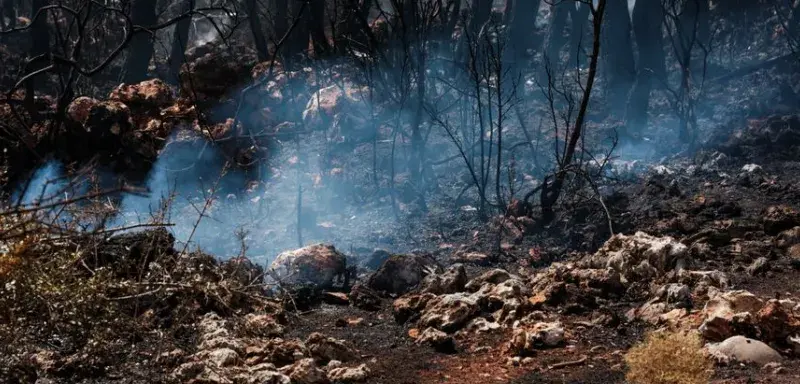 Scène post-incendie avec fumée s'élevant de terres brûlées et d'arbres calcinés en Algérie