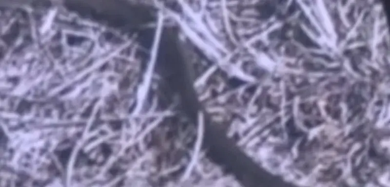 Serpent découvert dans un colis Amazon