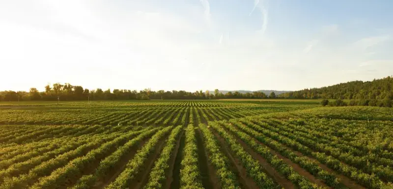 Rangées de cultures vertes dans un champ au coucher du soleil