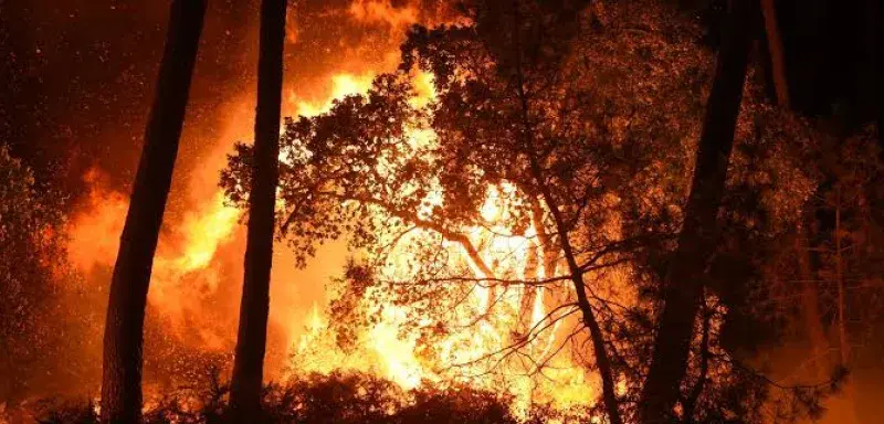 Incendies meurtriers en Algérie : face aux flammes, un immense élan de solidarité soulève tout le pays