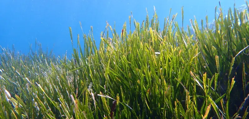 La Méditerranée, mer fermée parmi les plus fréquentées du monde, se réchauffe 20 % plus vite que l’océan global