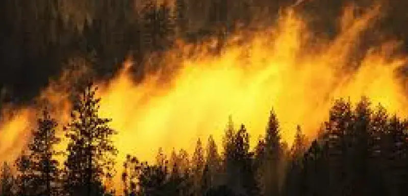 incendieforet.jpg