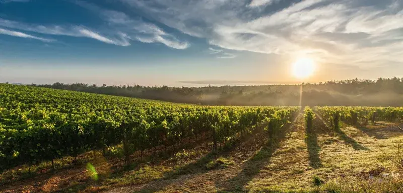 Une dynamique qui ouvre la voie à de multiples collaborations avec les professionnels du vin.