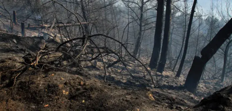 libanincendie.jpg