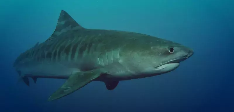 Le requin-tigre a été observé 4 fois en Méditerranée, mais n'y a jamais causé la mort de l'homme, contrairement à la Réunion. (© Bruno Guenard)