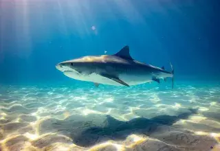 Grand requin blanc nageant dans les eaux bleues de la mer