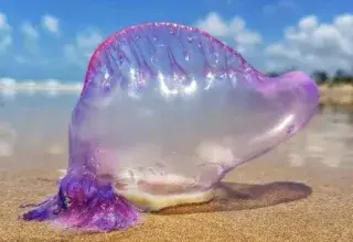 Physalies échouées sur une plage, montrant leur aspect translucide bleuté