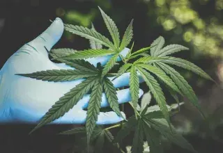 A hand in gloves holds fresh cannabis leaves outdoors, highlighting natural growth.