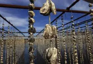 Interdiction des huîtres et moules de l’Étang de Thau ce 31 décembre après détection du norovirus. Un coup dur pour les producteurs à la veille du réveillon.