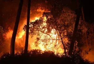 Incendies meurtriers en Algérie : face aux flammes, un immense élan de solidarité soulève tout le pays