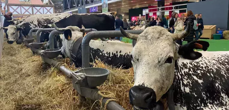 France : ouverture du 61ème Salon de l’agriculture. Les organisateurs promettent un climat apaisé. 