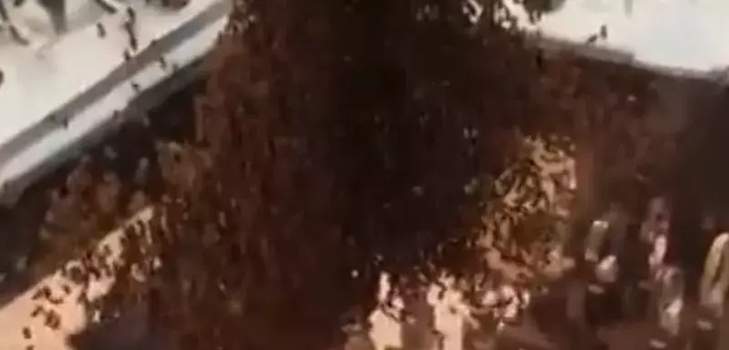 Vidéo : le casse du siècle perpétré par des abeilles dans une bijouterie de Montpellier ! (© Lignon Joaillerie Bijouterie)