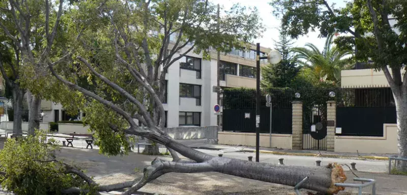 Des arbres sont tombés sur la chaussée... (DR)