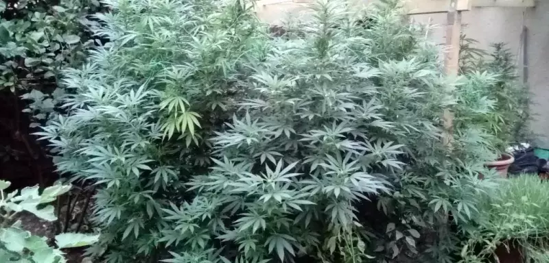 1,220 kg de résine de cannabis et 7170 euros de liquidités ont notamment été saisis sur les lieux de la plantation. (Gendarmerie de l’Hérault/Facebook)