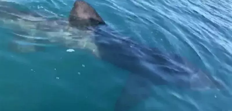 L’observation du Cap d'Agde a par ailleurs été suivie par plusieurs autres observations depuis quatre jours, observations notamment relayées par l’association d’observateurs en mer BREACH, mais aussi par de nombreux anonymes amoureux de la mer.