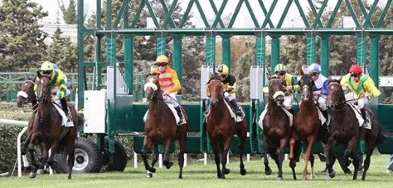 Le Mistral Gagnant est le seul site internet à se positionner gratuitement sur le secteur régional des courses hippiques. (© Jean-Michel Tempier) 