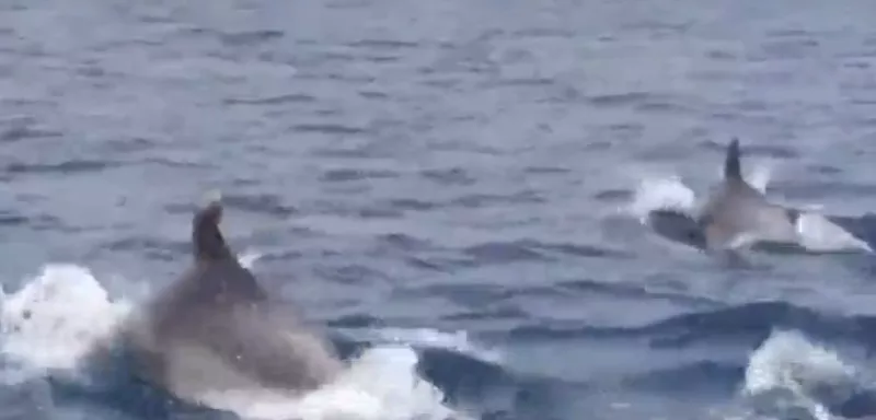 Un banc de dauphins a été filmé en Méditerranée au large de Leucate, dans l'Aude en région Occitanie.