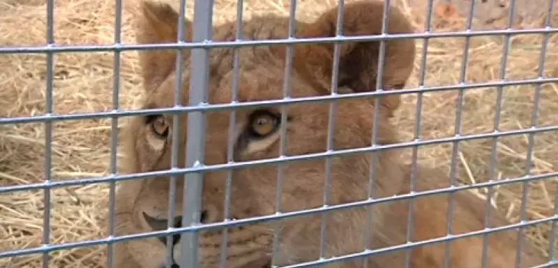 Le lion est aujourd'hui entre de bonnes mains...