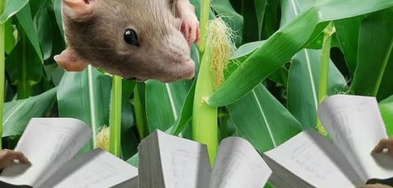 Les chercheurs ont utilisé un total de 200 rats pendant deux ans, contre trois mois en général pour ce type d'expérience... (DR)