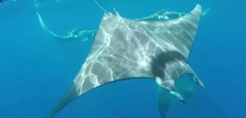 Les partenaires de cette opération ont présenté leur projet dans cette vidéo où l’on voit également de très belles images de diables de mer, ce spécimen qui contrairement à ce que pourrait laisser penser son allure évanescente, peut atteindre 5 mètres d’envergure et peser jusqu’à 1,5 tonnes. (© Ailerons) 