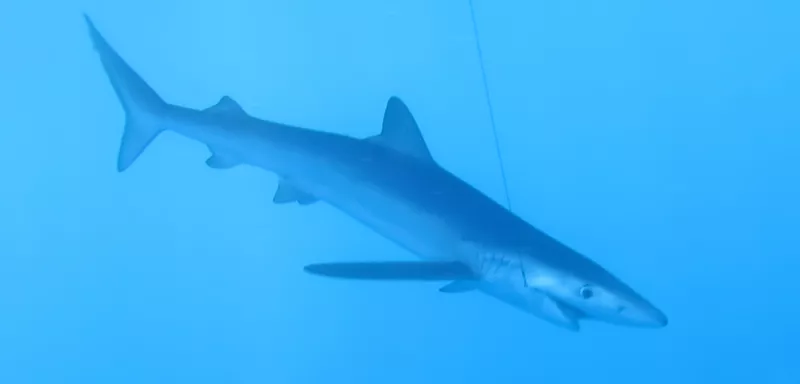 Le requin peau bleue, Prionace glauca, espèce des plus touchées passant du statut Vulnérable (VU) à En Danger Critique d’Extinction (CR). (© Matthieu Lapinski/Ailerons)