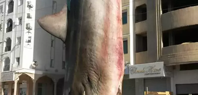 Après sa capture, ce grand requin blanc mesurant près de 4 mètres a été vendu "en toute illégalité, au mépris des conventions internationales signées par la Tunisie", souligne Corsica – Groupe de recherche sur les requins de Méditerranée.