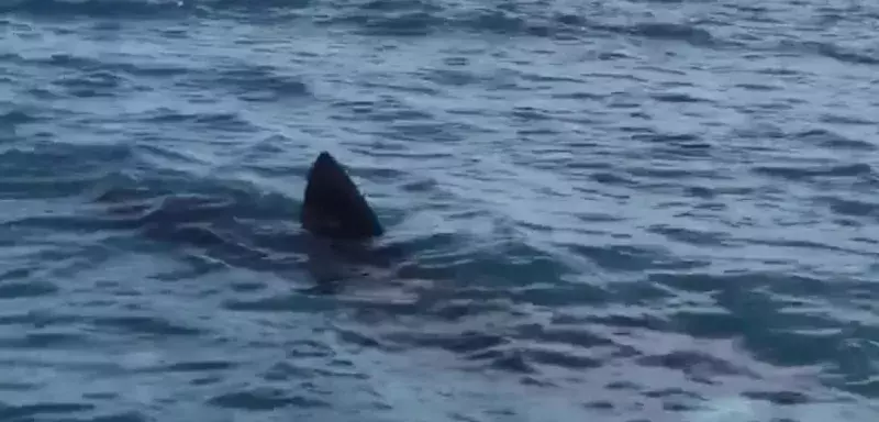 Le 26 mars, Nicolas, Kevin et Fabien ont croisé un requin pèlerin de 7 mètres à 10km du large des côtes méditerranéennes entre Palavas-les-flots et Frontignan, regardez leur observation vidéo.