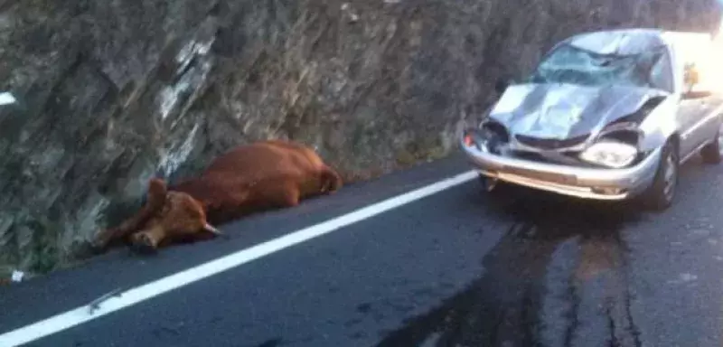 La "vache errante" est tombée de tout son poids sur le véhicule et "l’impact est impressionnant" comme le montre la photo diffusée par nos confrères de France Bleu Roussillon sur Twitter.