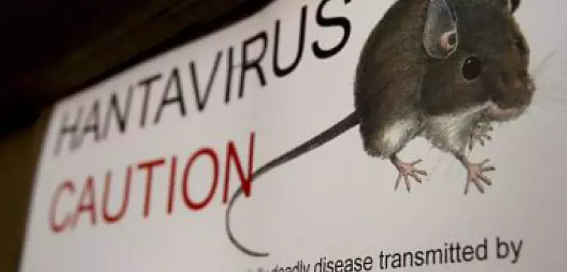 Une maladie véhiculée par la salive ou l'urine d'animaux, notamment des souris, ont été détectés et d'autres cas potentiels sont surveillés... (DR)