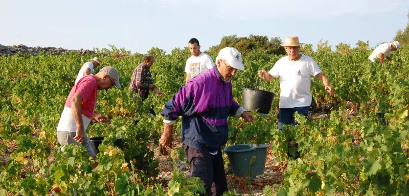 Les vendanges 2018, familiales et amicales, de la famille Campos à Frontignan