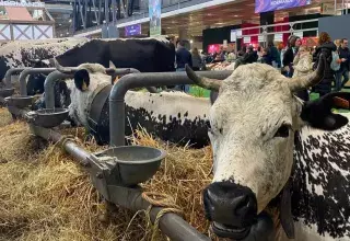 France : ouverture du 61ème Salon de l’agriculture. Les organisateurs promettent un climat apaisé. 