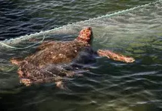 En Tunisie, une barge-hôpital pour les tortues marines