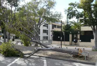 Des arbres sont tombés sur la chaussée... (DR)