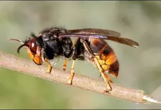 La femme a été attaquée par une nuée de frelons... (DR)