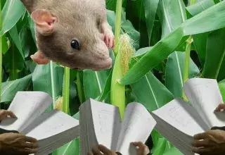 Les chercheurs ont utilisé un total de 200 rats pendant deux ans, contre trois mois en général pour ce type d'expérience... (DR)