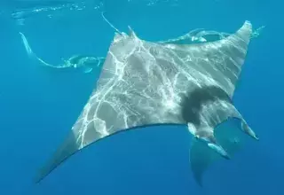 Les partenaires de cette opération ont présenté leur projet dans cette vidéo où l’on voit également de très belles images de diables de mer, ce spécimen qui contrairement à ce que pourrait laisser penser son allure évanescente, peut atteindre 5 mètres d’envergure et peser jusqu’à 1,5 tonnes. (© Ailerons) 