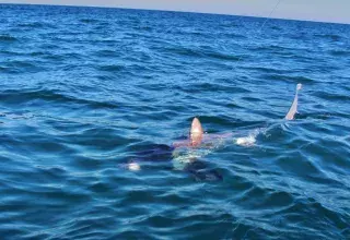 Très rarement observé dans les eaux françaises de la Méditerranée, ce requin renard a été photographié hier par Stéphane Lopez, d’Expérience Pêche au large de Port-Camargue (Grau-du-Roi) dans le Gard. (DR)