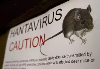 Une maladie véhiculée par la salive ou l'urine d'animaux, notamment des souris, ont été détectés et d'autres cas potentiels sont surveillés... (DR)